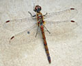 Sympetrum striolatum