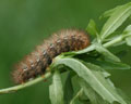 INS-1079 Spilosoma lutea