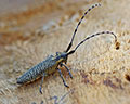 Agapanthia villosoviridescens