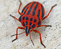 Graphosoma semipunctatum