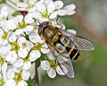 Syrphus ribesii