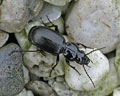 Pterostichus madidus