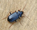 Nebria brevicollis