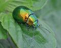 Chrysolina herbacea