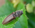 Athous haemorrhoidalis