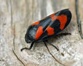 Cercopis vulnerata