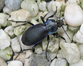 Carabus violaceus purpurascens