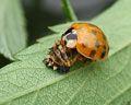 INS-1330 Harmonia axyridis