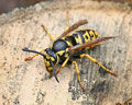 Vespula germanica