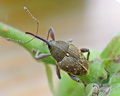 Curculio nucum