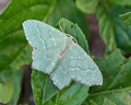 Hemithea aestivaria