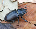 Lucanus cervus