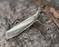 Crambus perlella