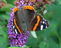 Vanessa atalanta