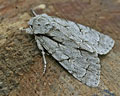 INS-1399 Acronicta psi