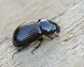 Aphodius rufipes