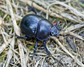 Geotrupes stercorosus