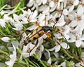 Leptura maculata