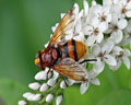 Volucella zonaria