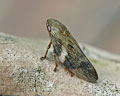 Aphrophora alni