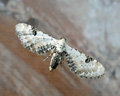 Eupithecia centaureata