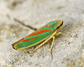 Graphocephala fennahi