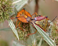 Carpocoris mediterraneus