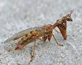 Mantispa styriaca