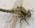 Orthetrum cancellatum