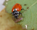 Hippodamia variegata