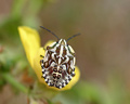 INS-1617 Carpocoris mediterraneus