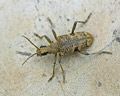 Rhagium mordax