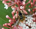 Bombylius major