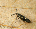 Esperia sulphurella