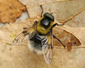 Volucella bombylans