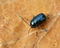 Cryptocephalus nitidus