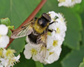 Volucella bombylans