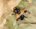 Volucella pellucens