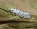 Yponomeuta evonymella