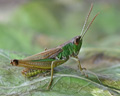 Chorthippus parallelus