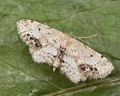 Idaea dimidiata