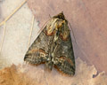 Abrostola triplasia