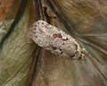 Agonopterix ocellana