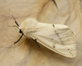 Spilosoma lutea