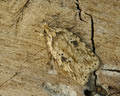 Agonopterix arenella