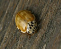 Harmonia quadripunctata