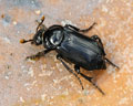 Nicrophorus humator