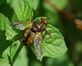 Tachina fera