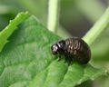 INS-1982 Chrysolina herbacea