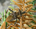 Leptoglossus occidentalis